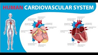 Introduction of Cardio Vascular System  Technician Hari [upl. by Varipapa320]