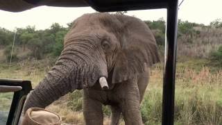 Nambiti Elephant Encounter [upl. by Acul]