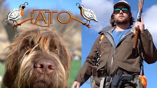 Quail Hunting with Wirehaired Pointing Griffon Arizona Trophy Outfitters [upl. by Eustasius279]