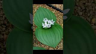 Hedgehog Lilies Massonia jasminiflora  The Worlds Most Amazing Plants [upl. by Selohcin714]