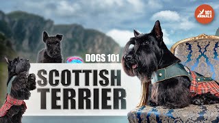 Explore the Fascinating World of SCOTTISH TERRIER Dogs  101 to This Iconic Breed [upl. by Medin652]