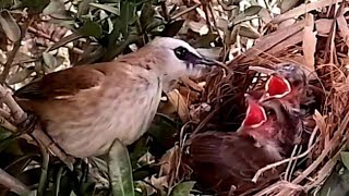 Yellowvented bulbul birds try to feed the baby foreverbaby village review [upl. by Nnylanna]