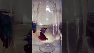 quotStunning Betta Fish in a Gorgeous Bottle Aquariumquot music remix betta guitarfish bettatank [upl. by Nagaek151]