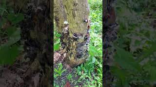 キクラゲ Wood ear mushrooms everywhere after rainy season [upl. by Hsilgne]