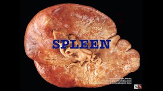 Spleen MBBSBDS [upl. by Ttenneb]