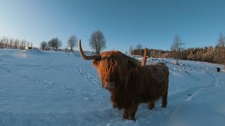 Scottish Highland Cattle In Finland December is here again nice winter weather [upl. by Jezreel256]