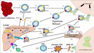 Lipid amp Lipoprotein Processing Part 3  Formation of LDL and HDL [upl. by Anneirda]