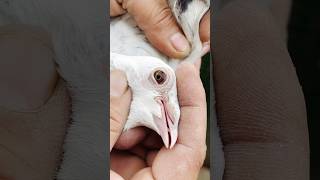 Shahid bhai ka antique eyes kabuter kabutar bird birdspecies pigeonbird pigeonlove [upl. by Naggem]