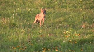 Coyote Hunting Zeus and Thor first Oklahoma triple [upl. by Beulah]