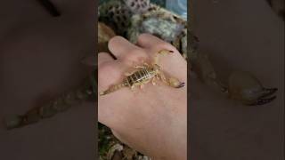 Handling scorpion golden desert scorpion scorpion pets shorts [upl. by Eednahs]