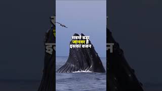 Blue whale 🐳 Facts shorts bluewhales honeybenefits [upl. by Annelak]