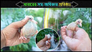 কবুতরের জন্য প্লাস্টিক এর নকল ডিম ব্যবহারের কারন 🔥Jactok পাখি ভাইয়া [upl. by Kinna708]