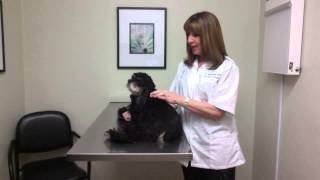 How to give an insulin injection to your pet [upl. by Llenoj]