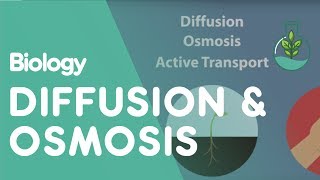 Transport in Cells Diffusion and Osmosis  Cells  Biology  FuseSchool [upl. by Nywde914]