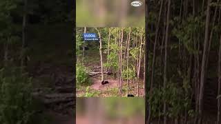 Bear cubs play with mother nearby in Campton New Hampshire [upl. by Triley]