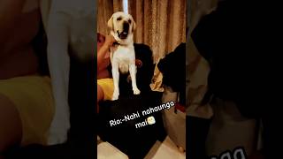 no bathdog doglover funny labrador comedy pets ytshorts trending viralvideo lablove pets [upl. by Dnivra]