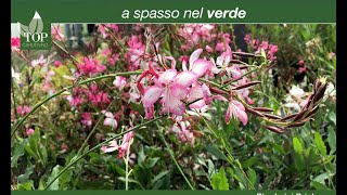 La Gaura presentata dai Vivai Priola [upl. by Tolman863]