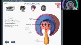 Embryological Development in week 4 [upl. by Gairc93]