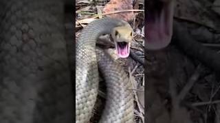 Survival skills First aid for snake 🐍 bites camping survival bushcraft outdoors [upl. by Notsirb859]