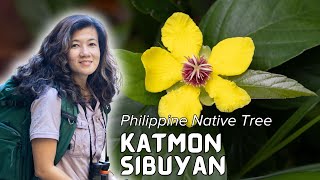 PhilippineNativeTrees Katmon Sibuyan 𝘋𝘪𝘭𝘭𝘦𝘯𝘪𝘢 𝘴𝘪𝘣𝘶𝘺𝘢𝘯𝘦𝘯𝘴𝘪𝘴 [upl. by Neb]