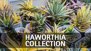 My Full Haworthia Collection Tour [upl. by Clothilde]