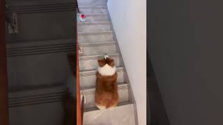 Corgis fighting to catch the kitten animals dog funny [upl. by Nylcaj281]