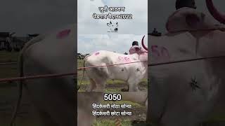 Motha sonya chota sonya 5050 bailgadasharyat sonya5050 mathur1001 song [upl. by Eniluqaj]