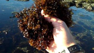 Irish Moss Chondrus crispus with Tidepool Tim of Gulf of Maine Biological Supply [upl. by Moselle31]