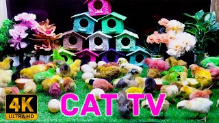 Cat TV for Cats to Watch  Chicks Party Time Play Time  4k 8 Hours Video  Chicks Vista [upl. by Aziar335]