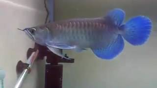 Blue arowana [upl. by Ariom]