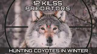 12 Kils Predators coyotes HUNTING COYOTES IN WINTER [upl. by Ennelram]