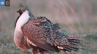 Mating Dance of Sage Grouse in Montana  Virtual Expeditions  Lindblad Expeditions [upl. by Katrina]