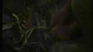 Im A Celeb 2008 Ep 1  Part 5 [upl. by Enois806]