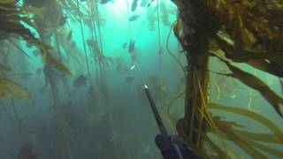 Spearfishing Mendocino 616 and 6172013 [upl. by Hudnut]