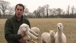 Alpacas protect lambs [upl. by Rochemont]