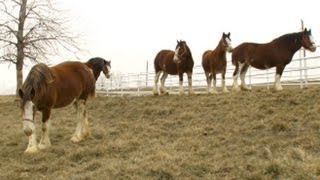 Super Bowls Baby Clydesdale A Budweiser Story  Nightline  ABC News [upl. by Salchunas]