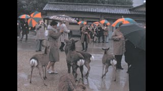 Nara 1975 archive footage [upl. by Yrot]