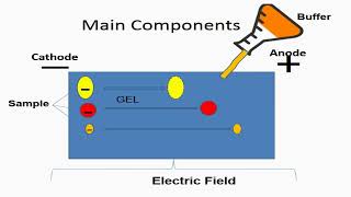 Electrophoresis Migration and Voltage Use [upl. by Havot596]