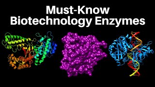 17 MustKnow Biotech Enzymes  Molecular Biology [upl. by Akiemahs]