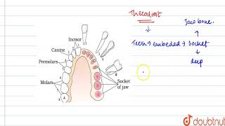 Explain the term thecodont and diphyodont [upl. by Anitrebla726]