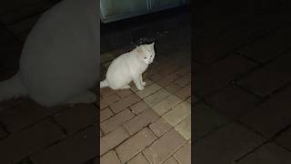 Feeding cats in the evening is completely different vibe feedingstraycats adoptdontshop catlover [upl. by Yrrol]