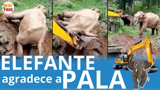 Elefante agradece a pala mecánica que lo salvó de caer a un barranco noticias [upl. by Ahsoym]