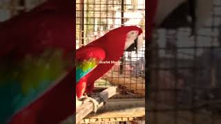 Big Red Parrot  Scarlet Macaw [upl. by Sunderland]