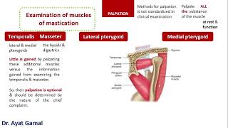 How to palpate muscles of mastication [upl. by Esilenna]