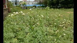 পার্থেনিয়াম থেকে বিপদ  Effects and Managements of Parthenium hysterophorus in Bengali [upl. by Mcnalley]