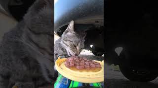 feeding cats cat cats animal [upl. by Nnaitsirk]