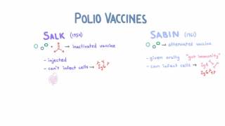 Polio Vaccines  Salk vs Sabin [upl. by Regnig]