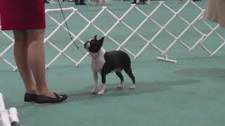 2024 Town amp Country Show  Non Sporting Dogs [upl. by Orrocos]