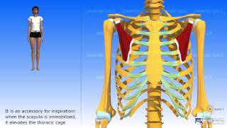 The pectoralis minor [upl. by Letnohs]