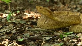 Take a Trip to Brazils Snake Island Home of the Golden Lancehead Pit Viper [upl. by Rez]